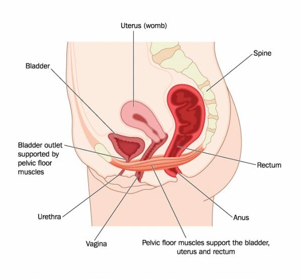 Pelvic Floor anatomy of a woman